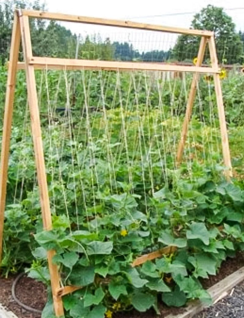 Vertical Support With Trellises and Cages