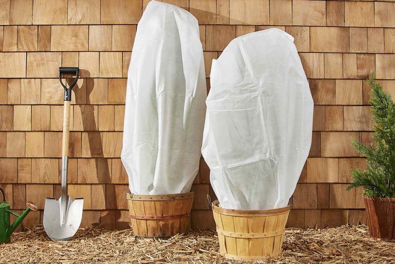 Cold tolerance does not guarantee winter growth