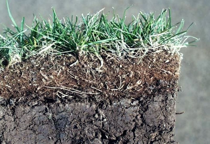 A little thatch helps; too much changes the root zone