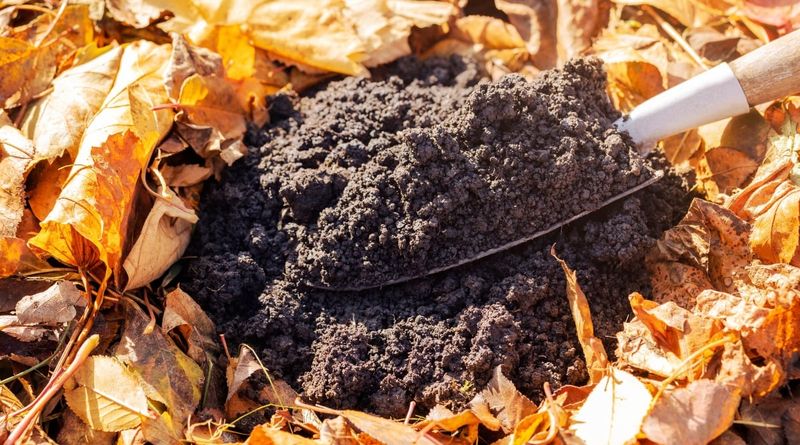 Tilled Into Bare Soil