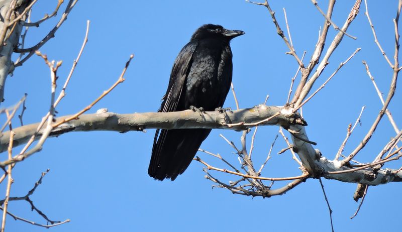 A Crow’s Warning Can Travel Through the Family Group