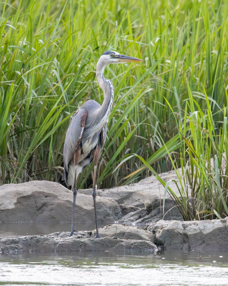 First, confirm that the visitor is a Great Blue Heron