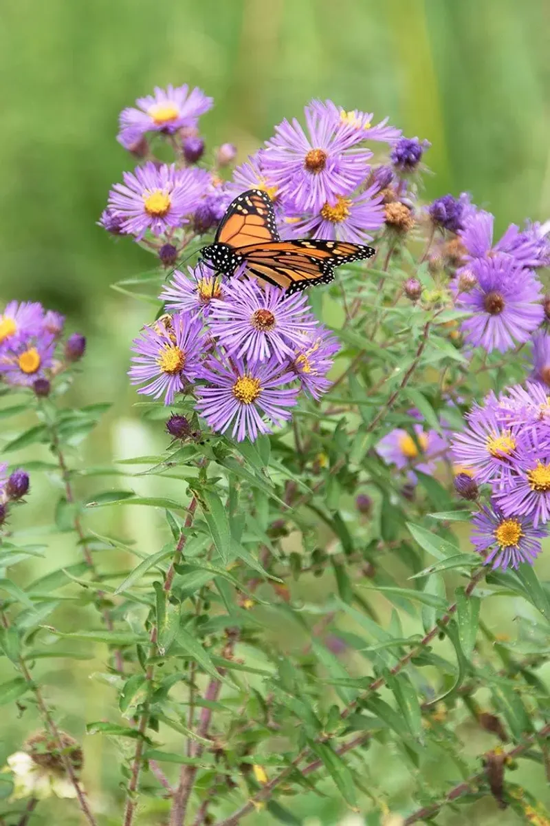 New England Aster (Symphyotrichum novae-angliae)