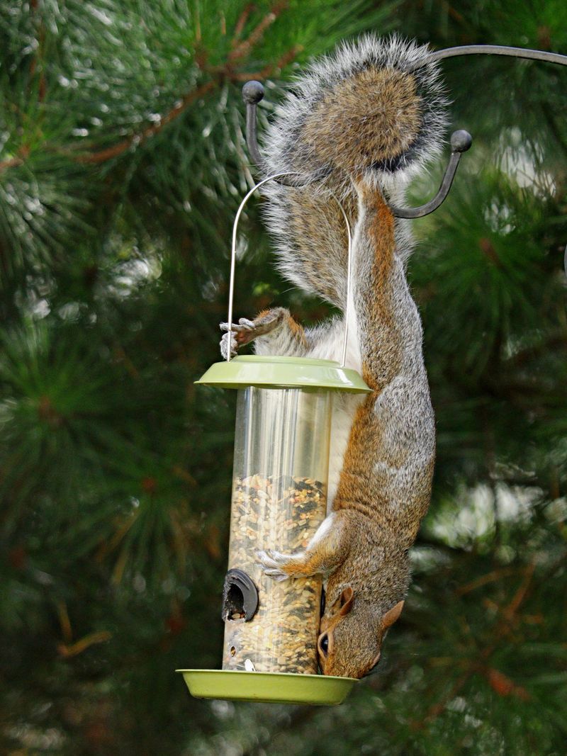 Right Next to Other Bird Feeders