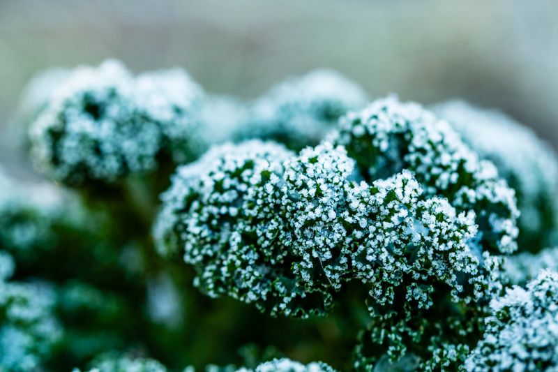 Kale