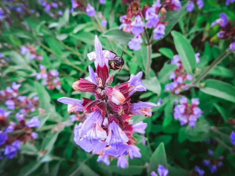 Its flowers offer a modest but real pollinator benefit
