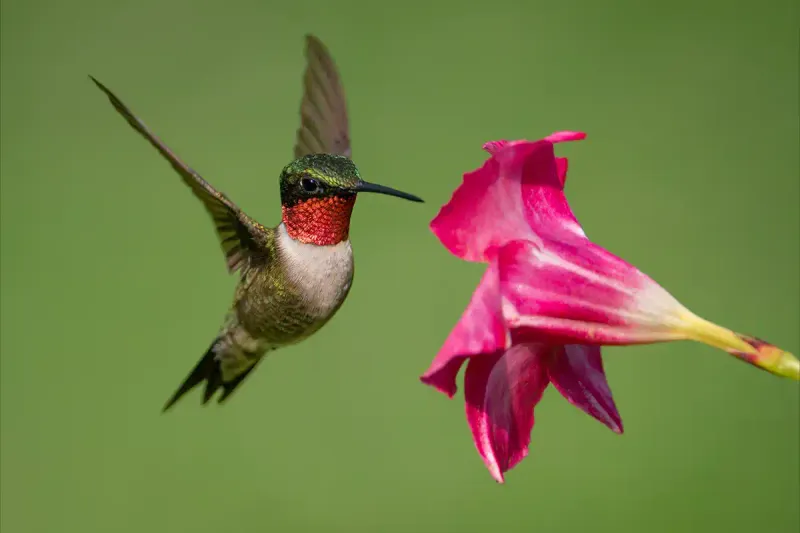 Hummingbirds