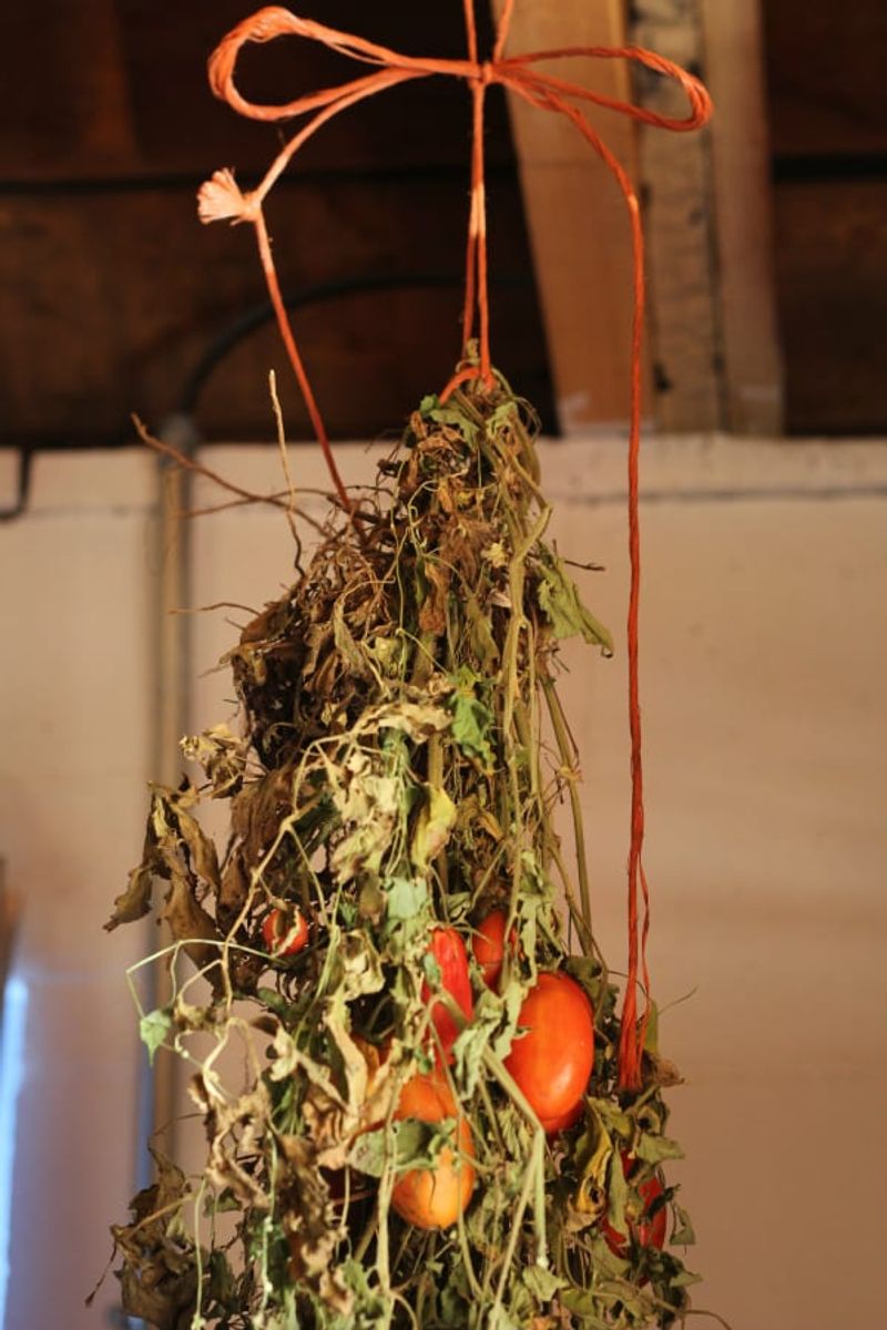 Hang the Whole Plant Upside Down