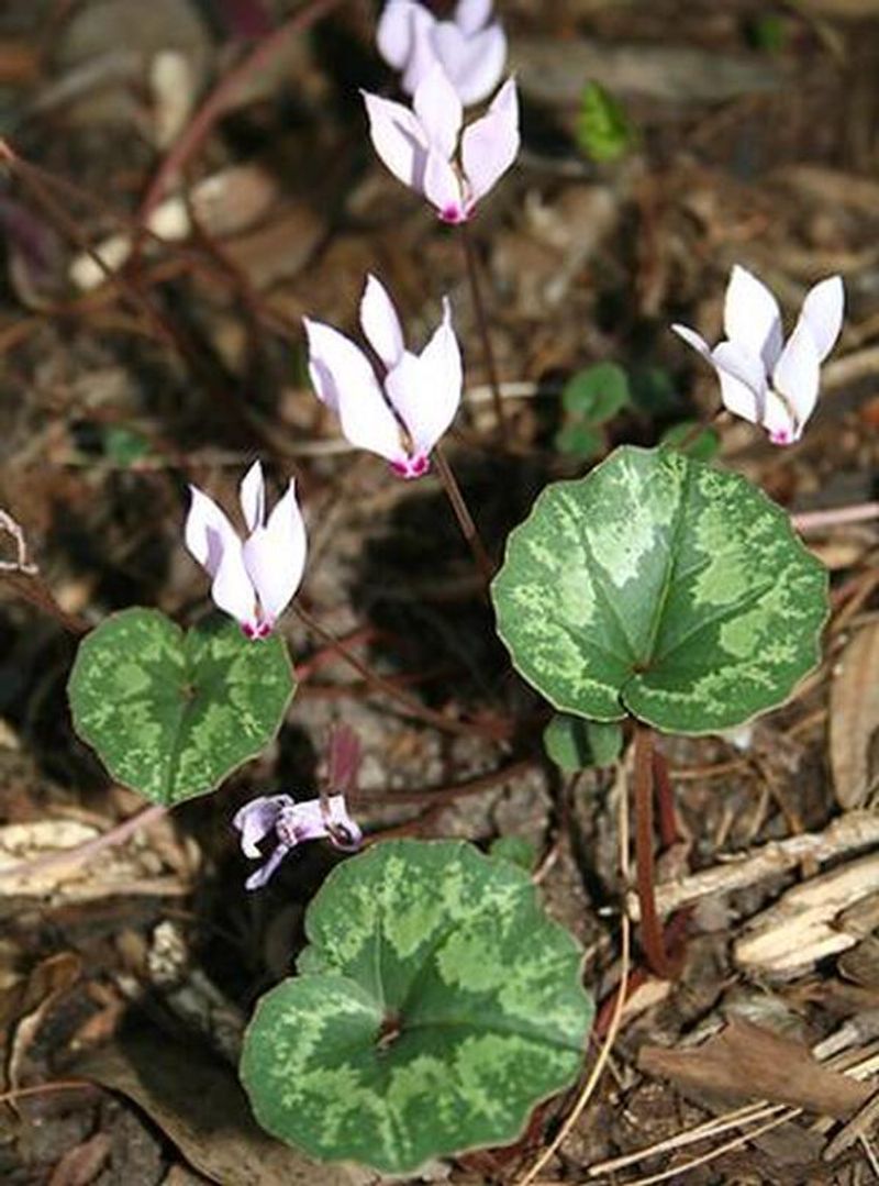 Choose it as an ornamental, not a native substitute