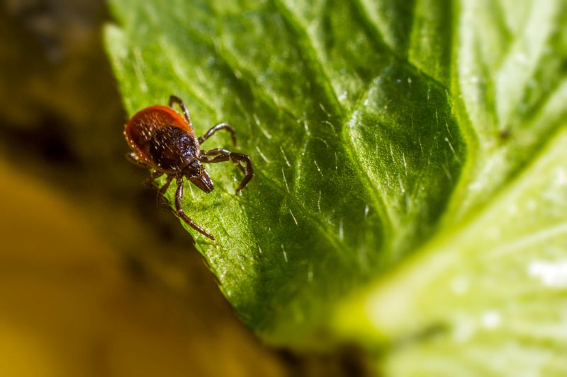 It Creates A Tick Hotspot