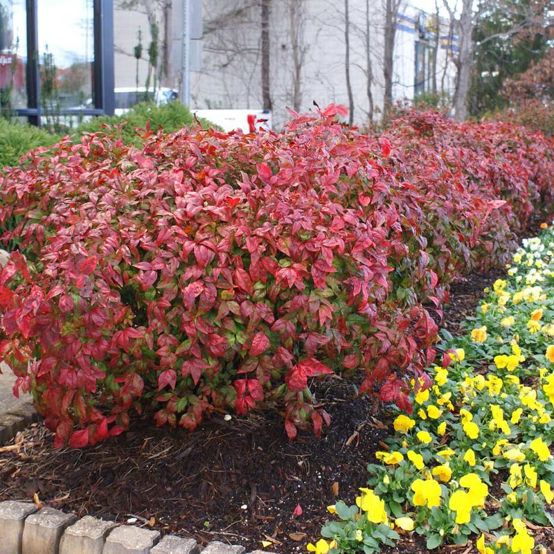 Nandina