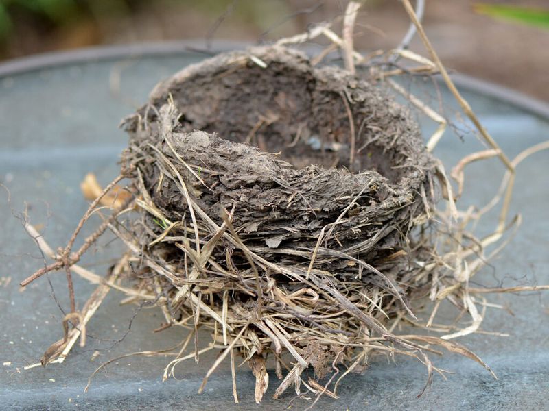 Supply Natural Nesting Materials