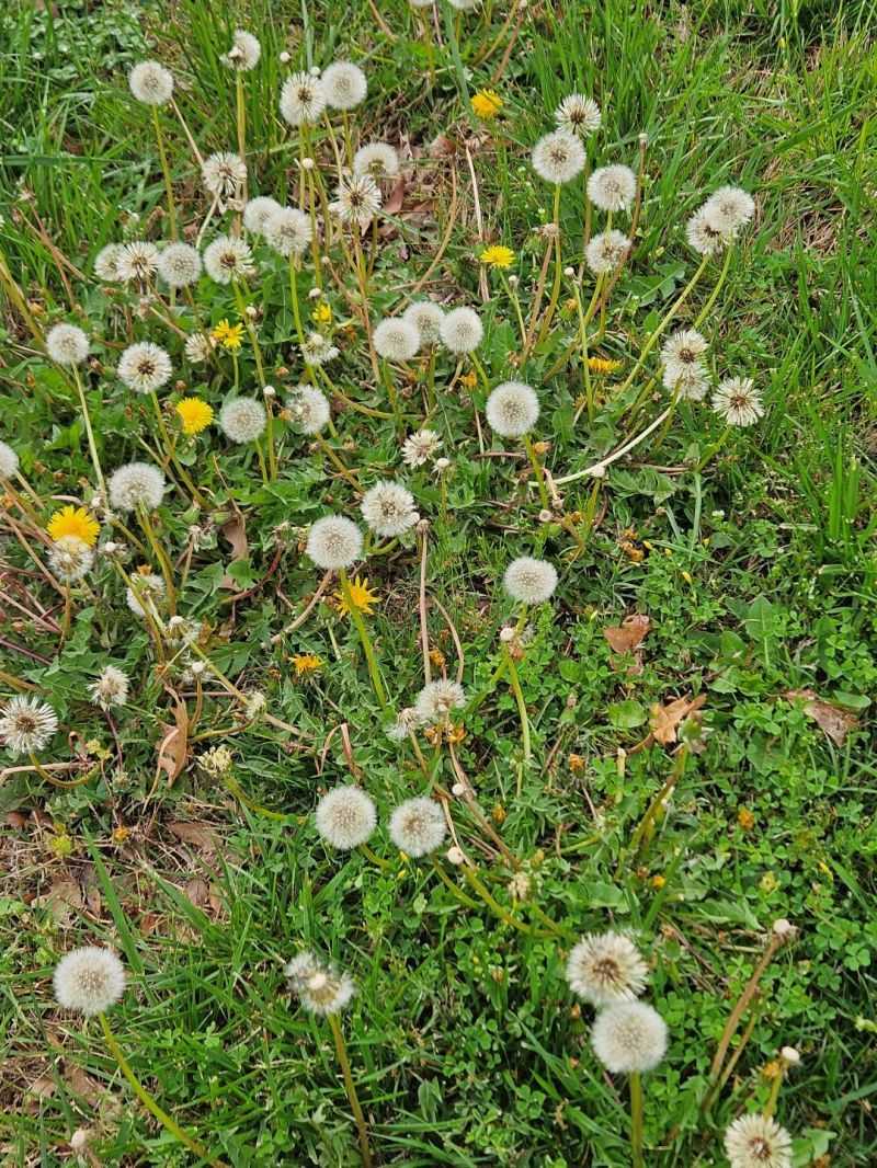 Dandelions do not diagnose a calcium deficiency