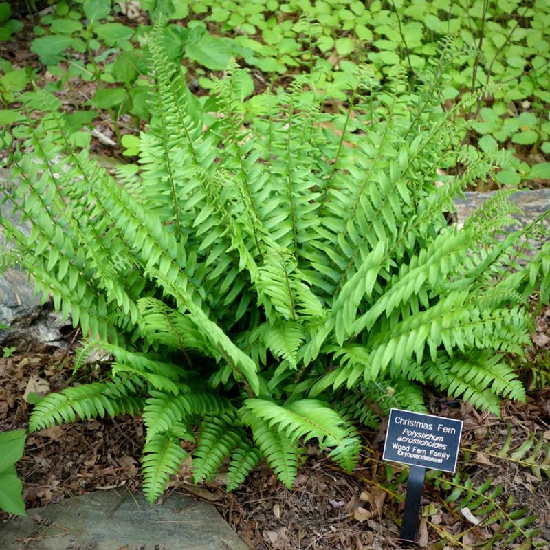 Christmas Fern (Polystichum acrostichoides)