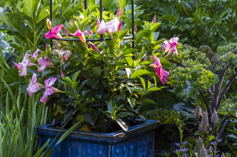Mandevilla