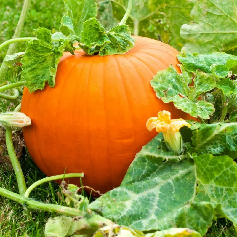 Pumpkins