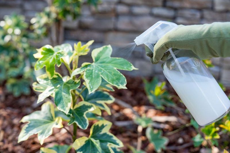 Spray a Homemade Egg and Garlic Repellent
