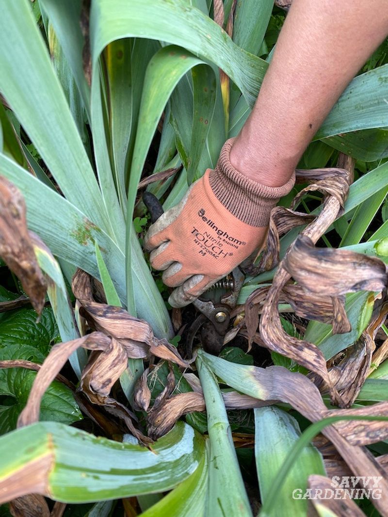 Trim Leaves Into Neat Short Fans