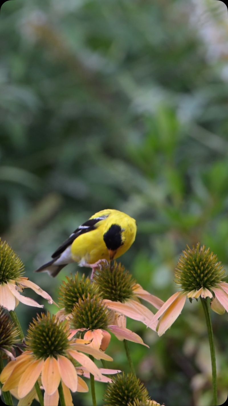 The flock is a food-and-habitat clue, not a yard report card