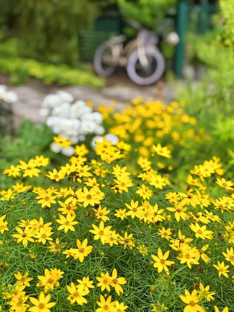 Coreopsis (Tickseed)