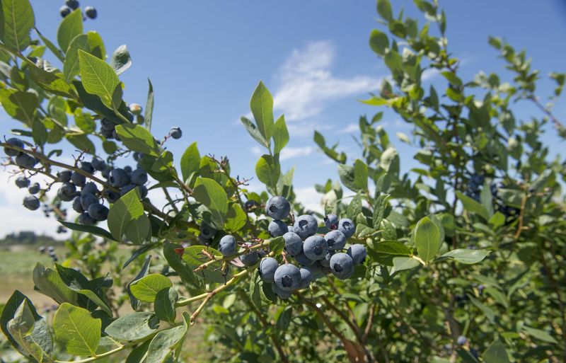 Protect the bud-forming season, not a supposed one-day deadline