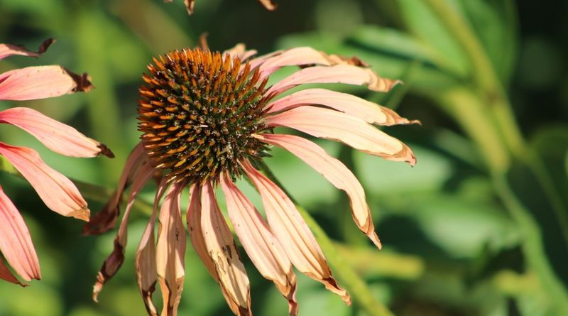 Protect this season’s chance to reseed