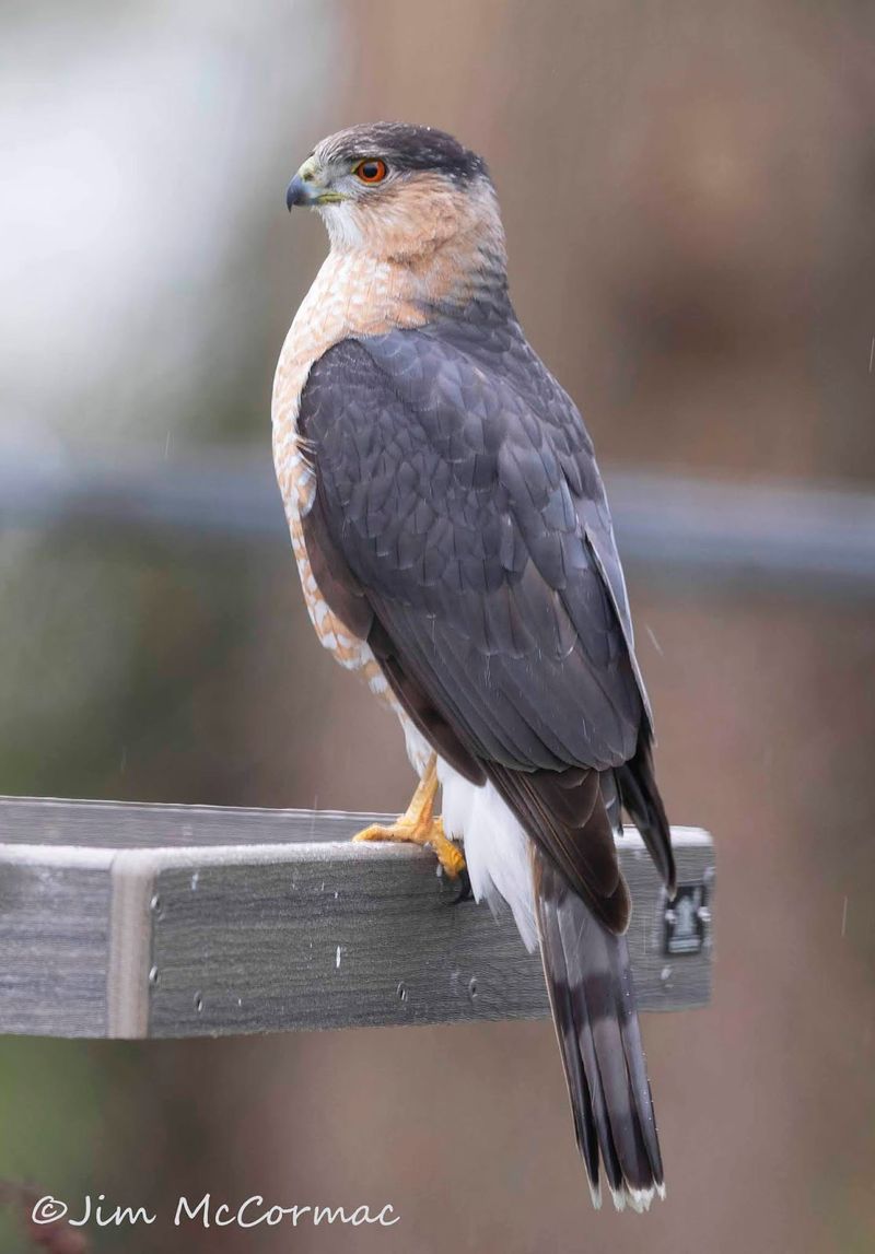A perched predator is only one possible target