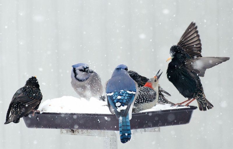 Feeder competition depends on who is there