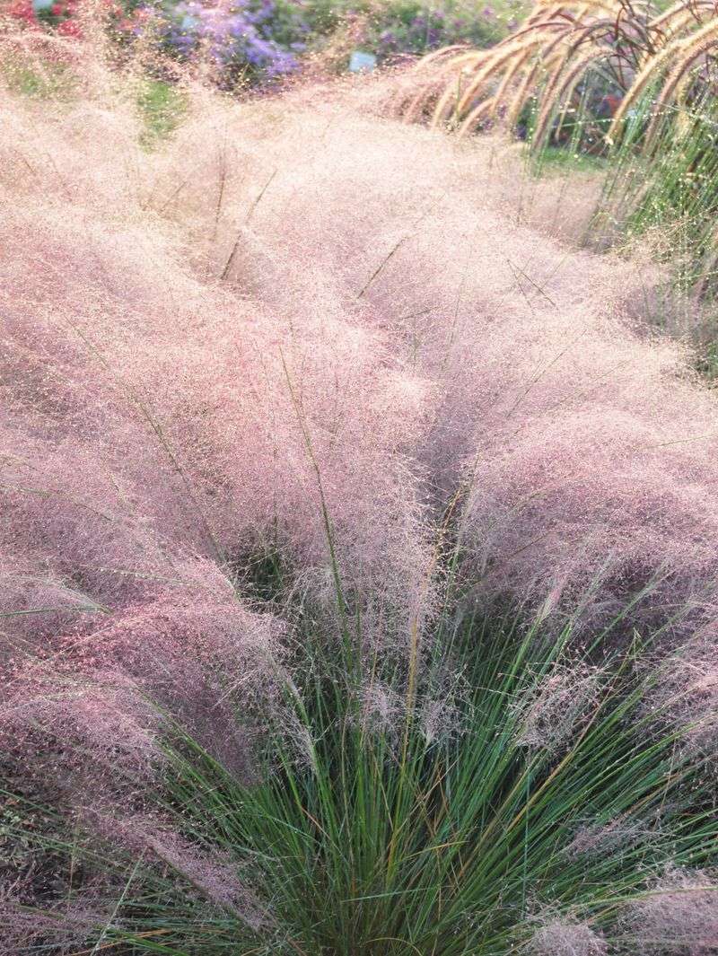 What creates the pink haze?