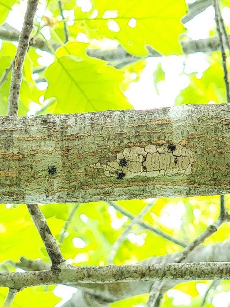 Undersides of Tree Limbs