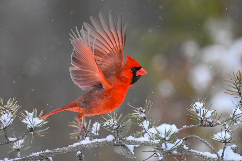 Northern Cardinal