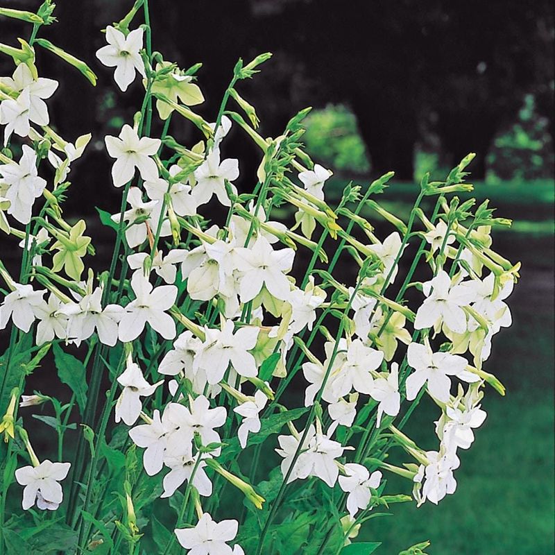 Flowering Tobacco (Nicotiana alata)