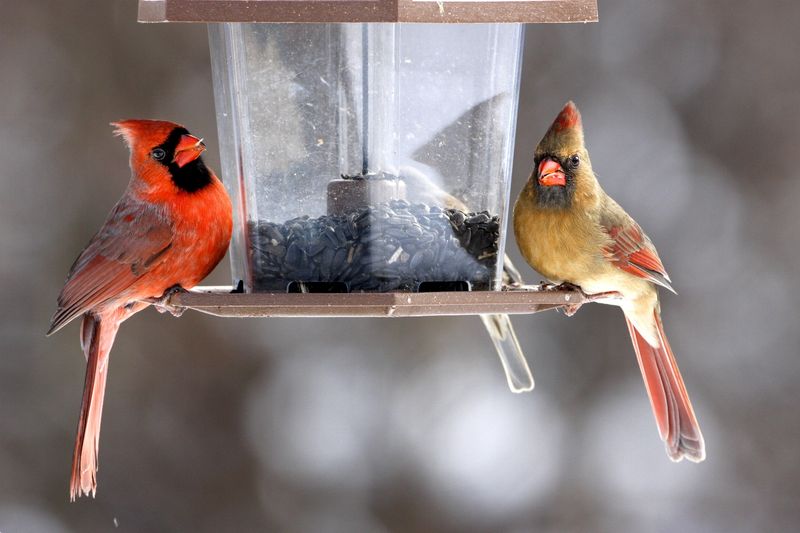 Northern Cardinal