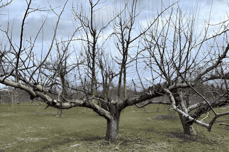Skipping Branches That Grow Inward