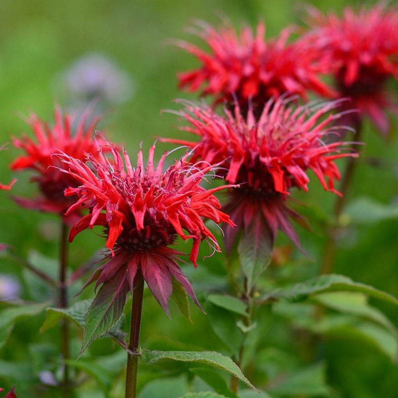 Bee Balm (Monarda)