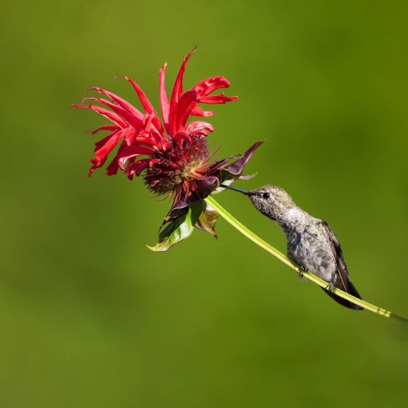 Bee Balm (Monarda)