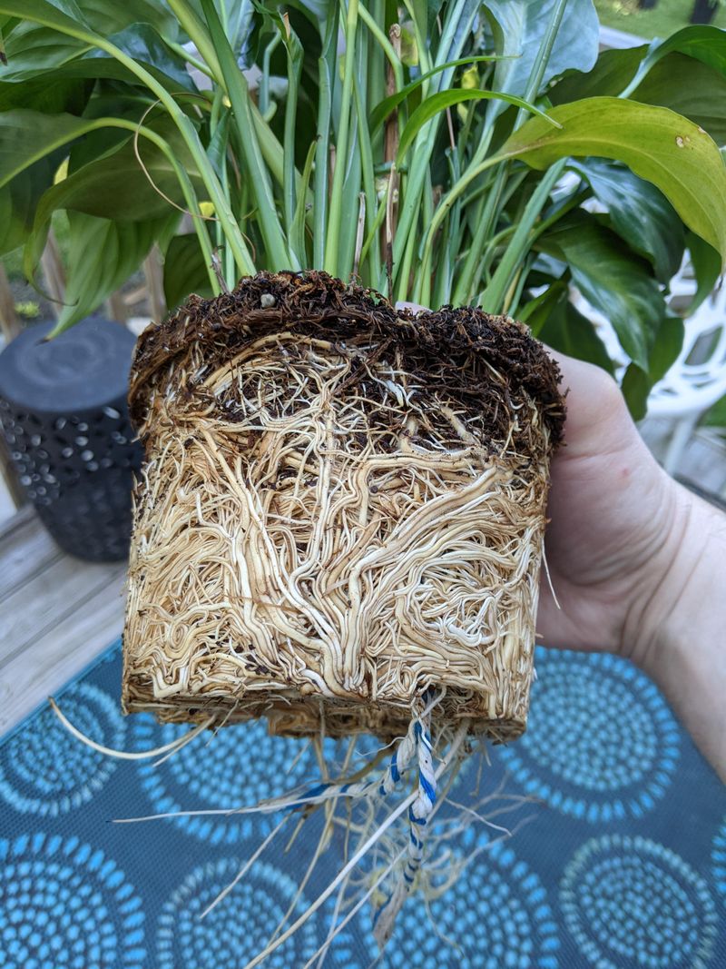 Leaving It Root-Bound for Years