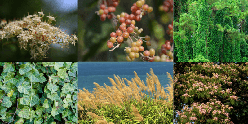 Noxious-weed and quarantine lists regulate different conduct