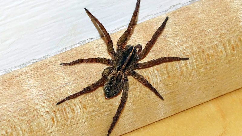 Why a spider may appear indoors in fall