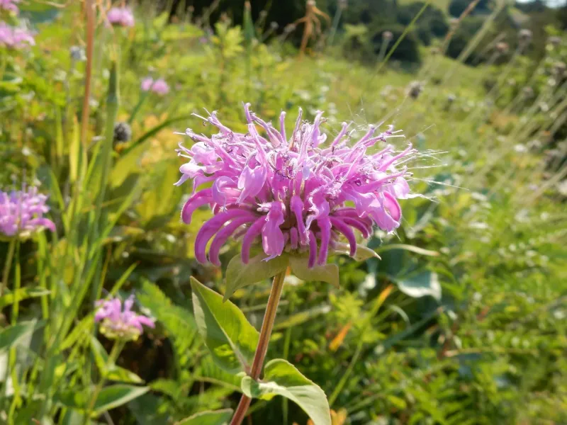 Bee Balm (Monarda fistulosa)