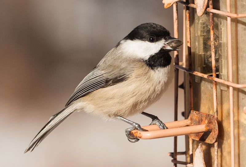Carolina Chickadee