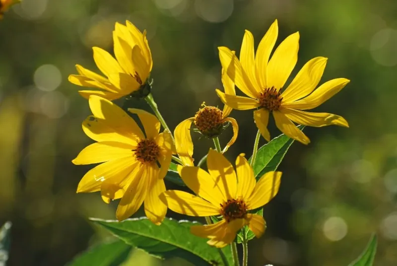 Native Sunflowers (Helianthus spp.)