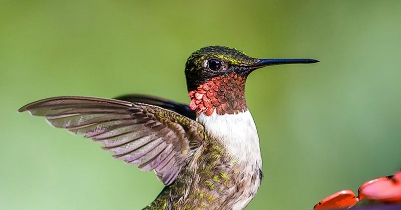 Overwintering Ruby-throated Hummingbird