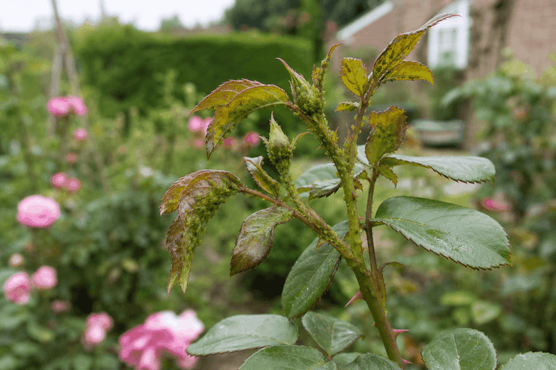 Address Pest And Disease Issues Promptly
