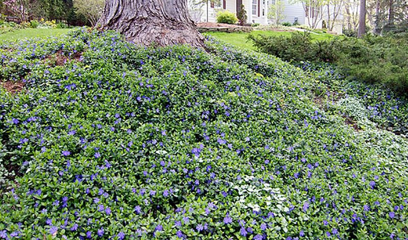 Vinca Minor (Periwinkle)
