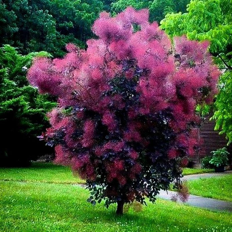 Smokebush