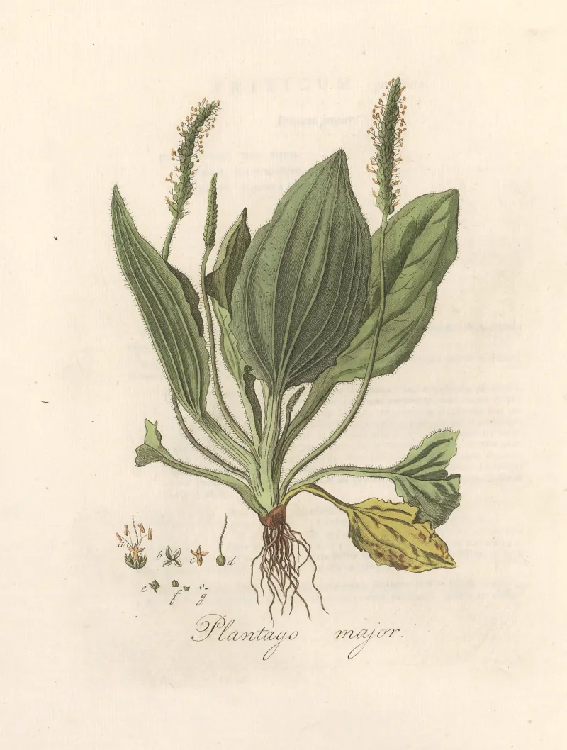 Ojibwe records describe a topical tradition