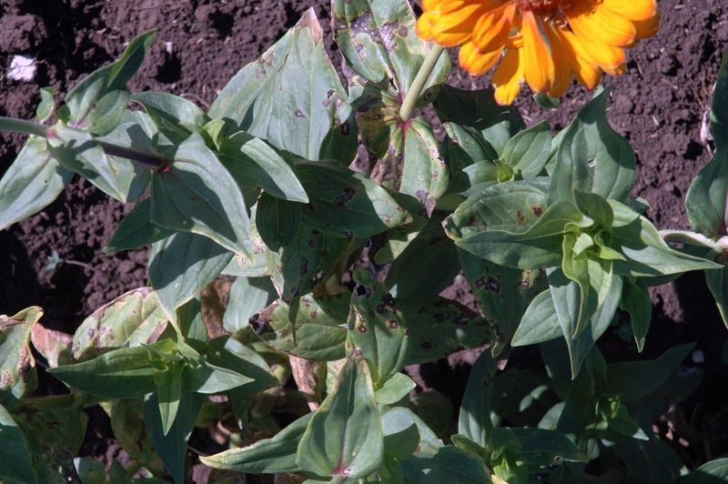 Lower Leaves Turning Pale Yellow