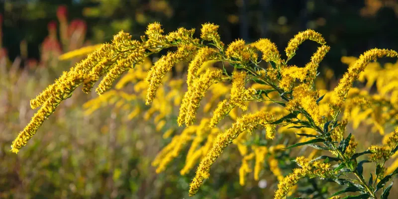 Goldenrod can keep a fading fall border active