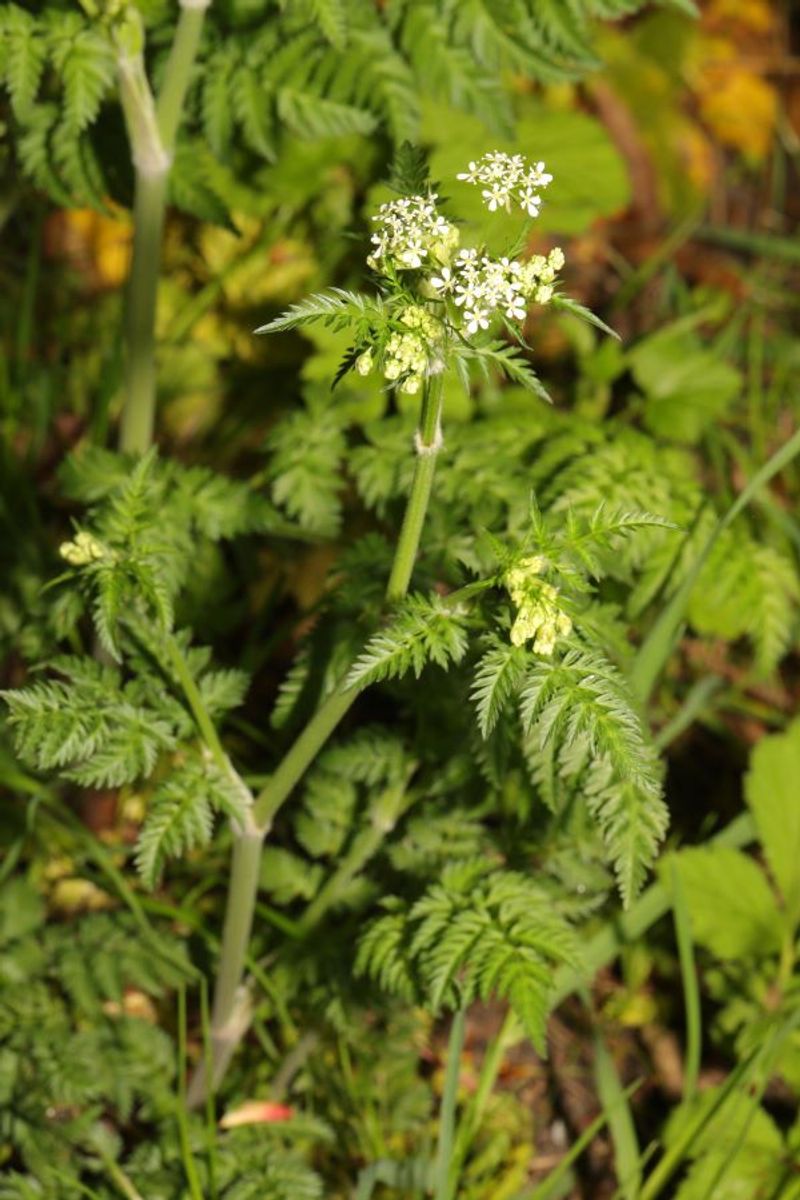 Buy cultivated chervil and avoid dangerous lookalikes